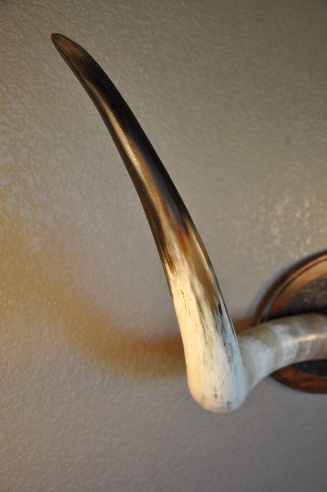 BOBBIE - 5' 9" Longhorn Mount