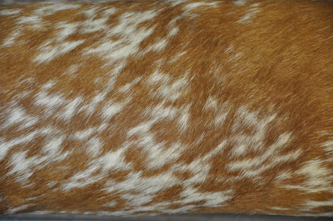 MIMOSA - 6' 7" Longhorn Mount