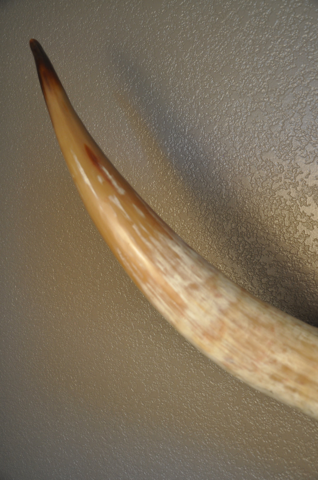 MIMOSA - 6' 7" Longhorn Mount