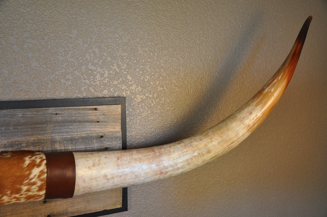 MIMOSA - 6' 7" Longhorn Mount