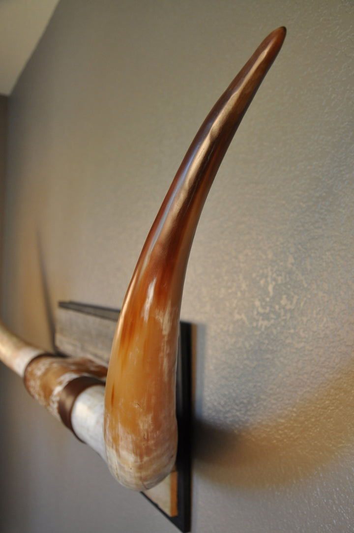 MIMOSA - 6' 7" Longhorn Mount