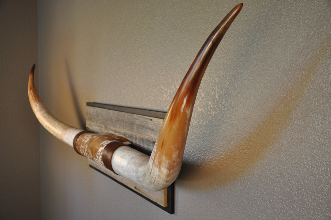 MIMOSA - 6' 7" Longhorn Mount