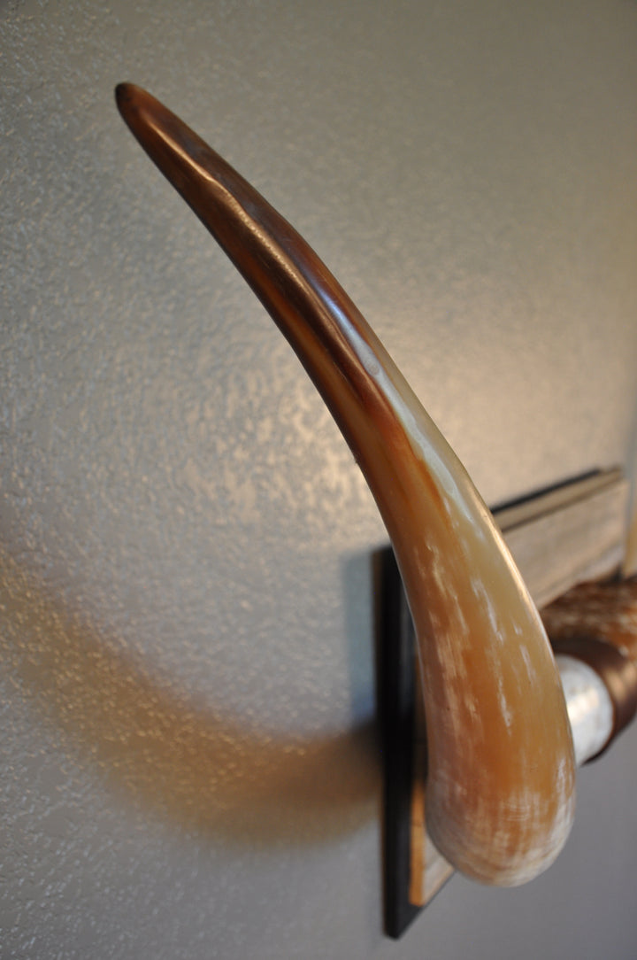 MIMOSA - 6' 7" Longhorn Mount