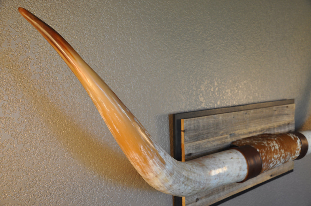MIMOSA - 6' 7" Longhorn Mount