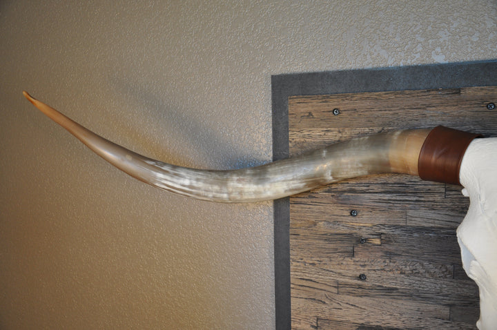 CLEAR PARTY - 6' 8" Longhorn Skull