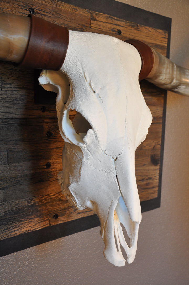 CLEAR PARTY - 6' 8" Longhorn Skull
