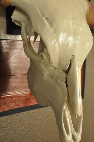 SPIRIT OF TEXAS-II - 5' 5" Longhorn Skull