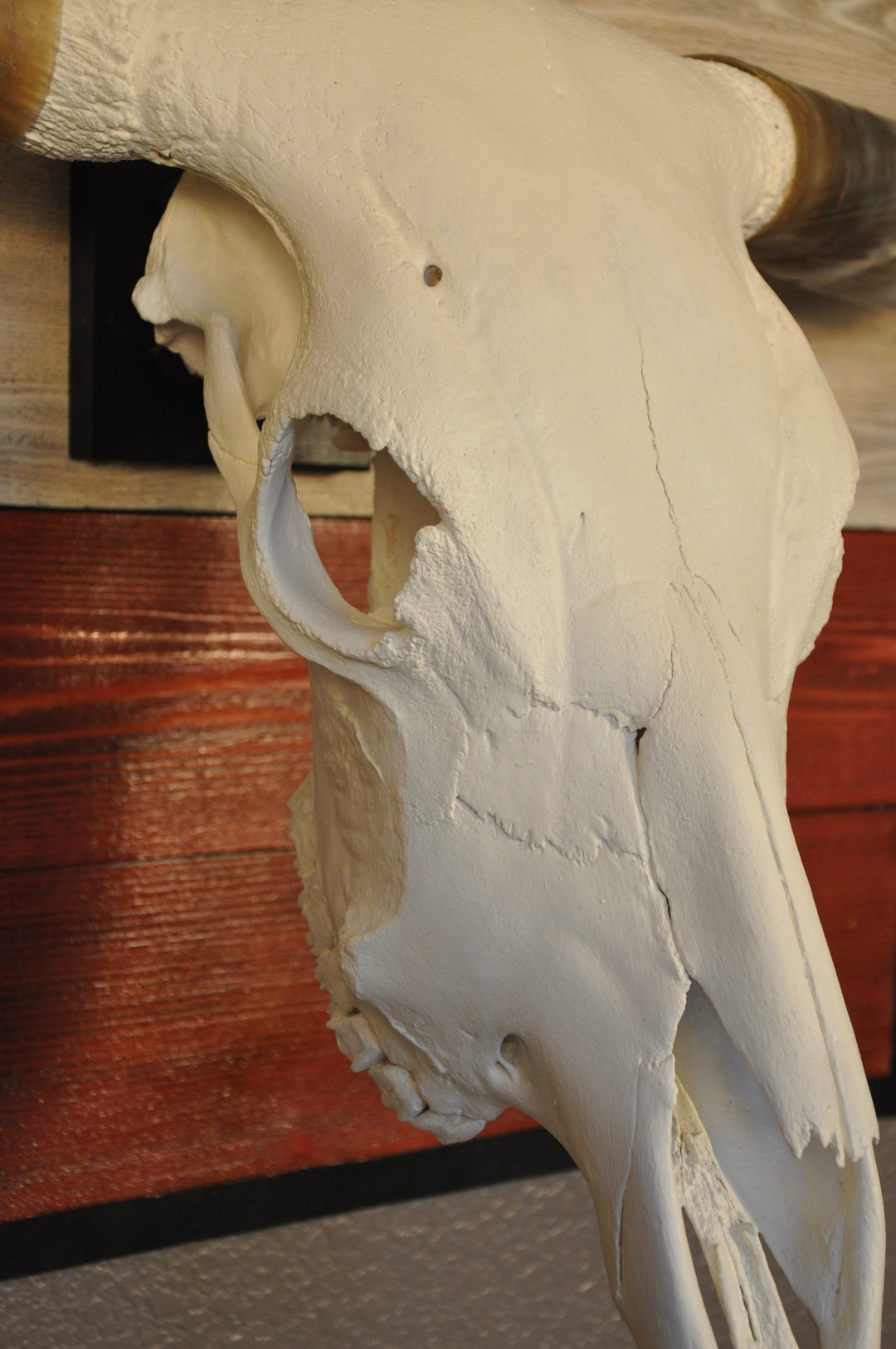SPIRIT OF TEXAS - 5' 3" Longhorn Skull