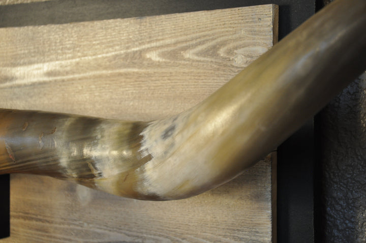 SPIRIT OF TEXAS - 5' 3" Longhorn Skull