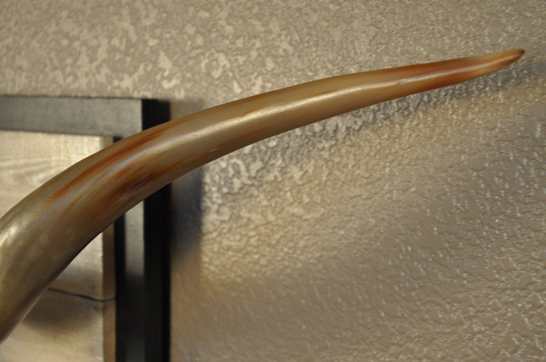 SPIRIT OF TEXAS - 5' 3" Longhorn Skull