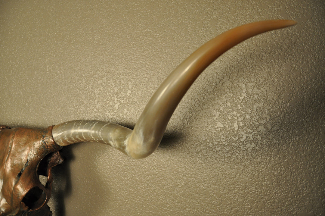 J. L.'s COPPER TWIST - 4' 9" Longhorn Skull