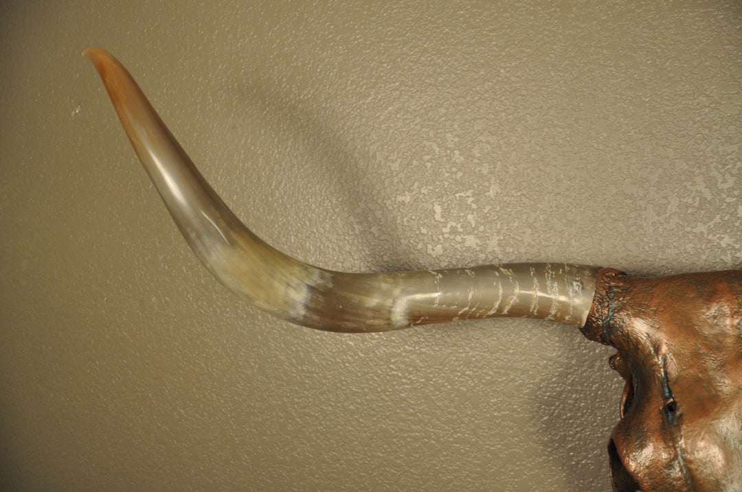 J. L.'s COPPER TWIST - 4' 9" Longhorn Skull