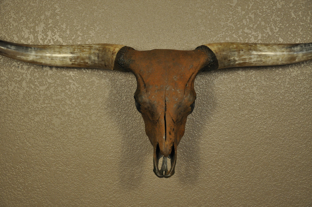 TEXAS RUST - 5' 1" Longhorn Skull