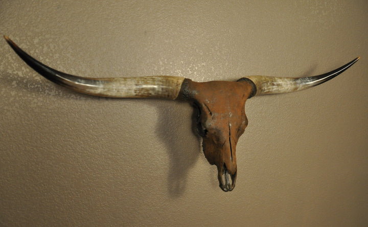 TEXAS RUST - 5' 1" Longhorn Skull