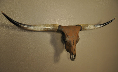 TEXAS RUST - 5' 1" Longhorn Skull