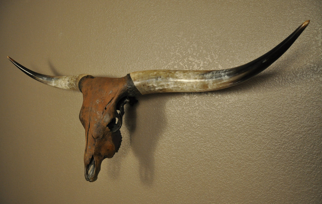 TEXAS RUST - 5' 1" Longhorn Skull