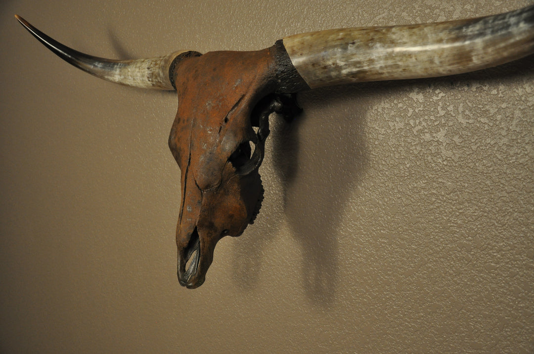 TEXAS RUST - 5' 1" Longhorn Skull