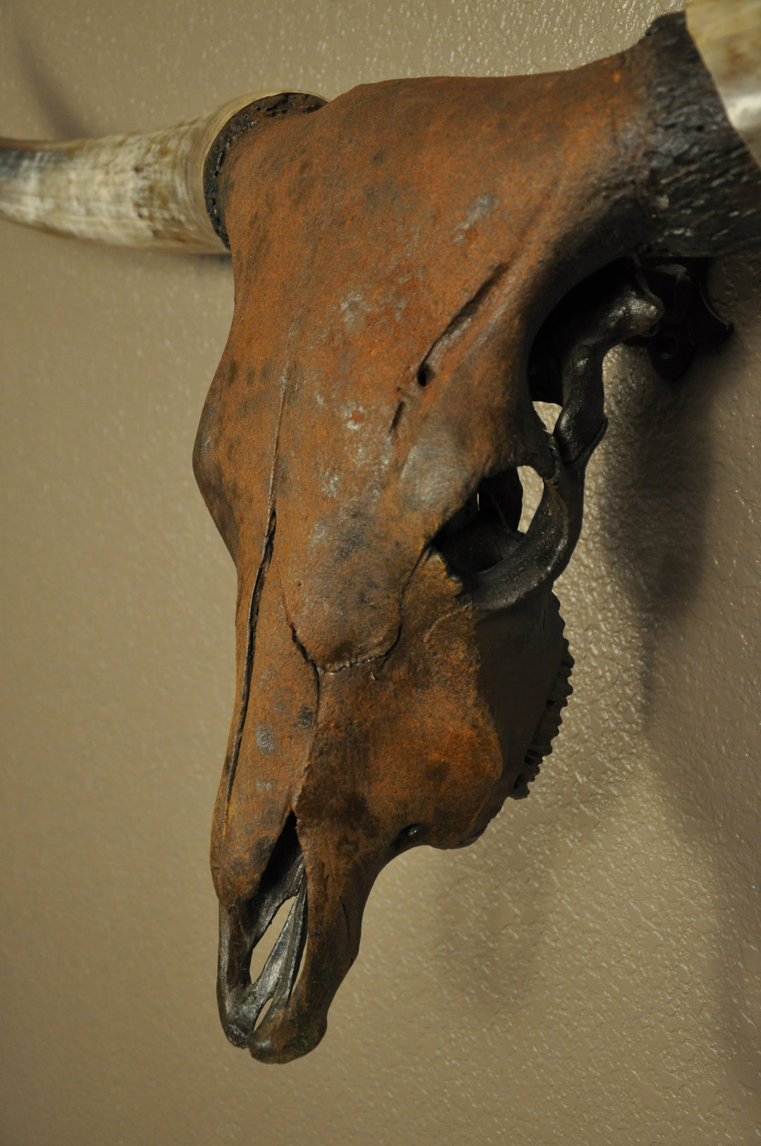 TEXAS RUST - 5' 1" Longhorn Skull