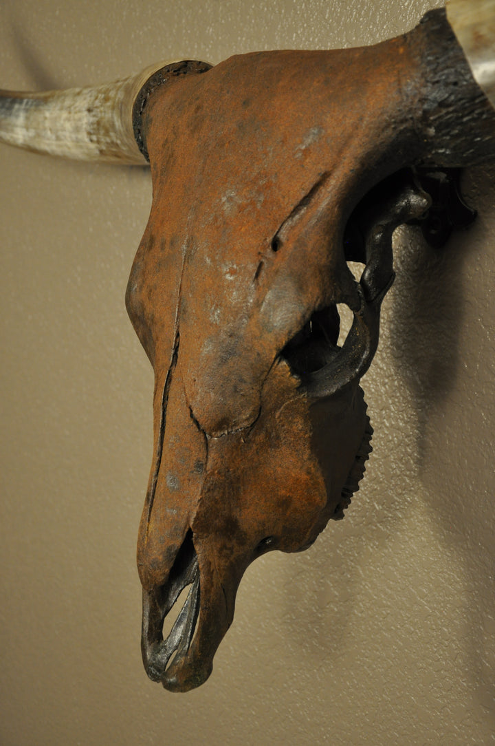 TEXAS RUST - 5' 1" Longhorn Skull