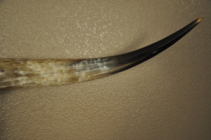 TEXAS RUST - 5' 1" Longhorn Skull