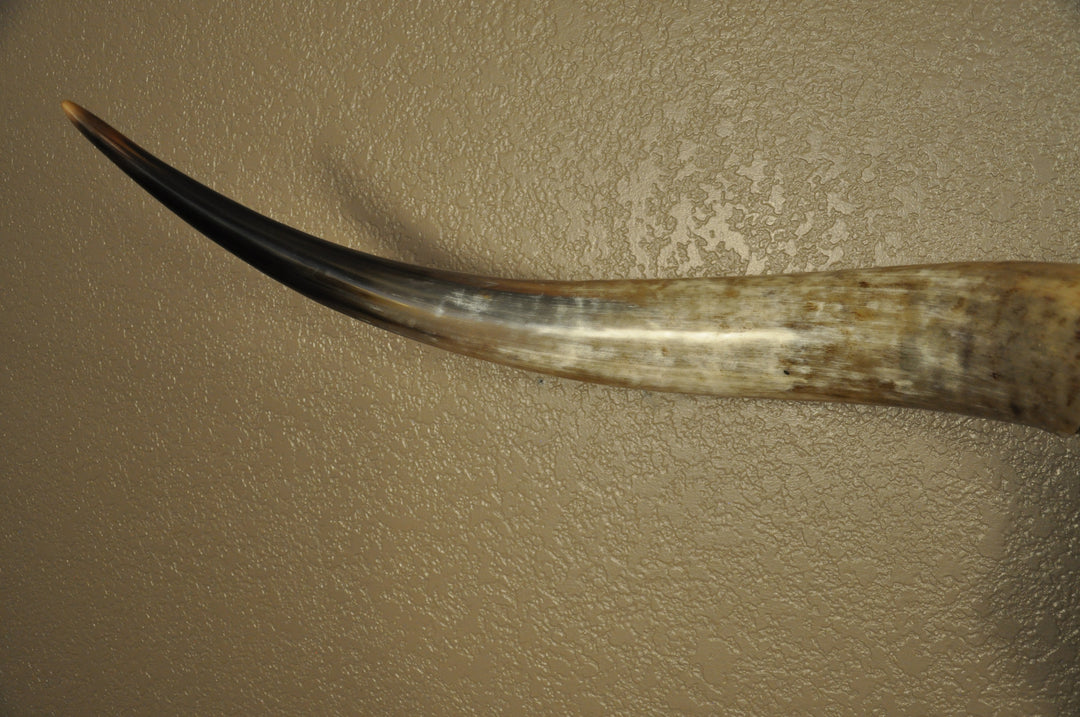 TEXAS RUST - 5' 1" Longhorn Skull