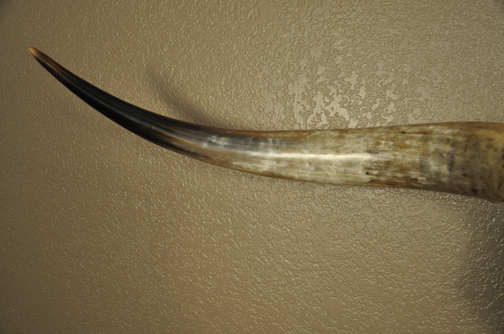 TEXAS RUST - 5' 1" Longhorn Skull