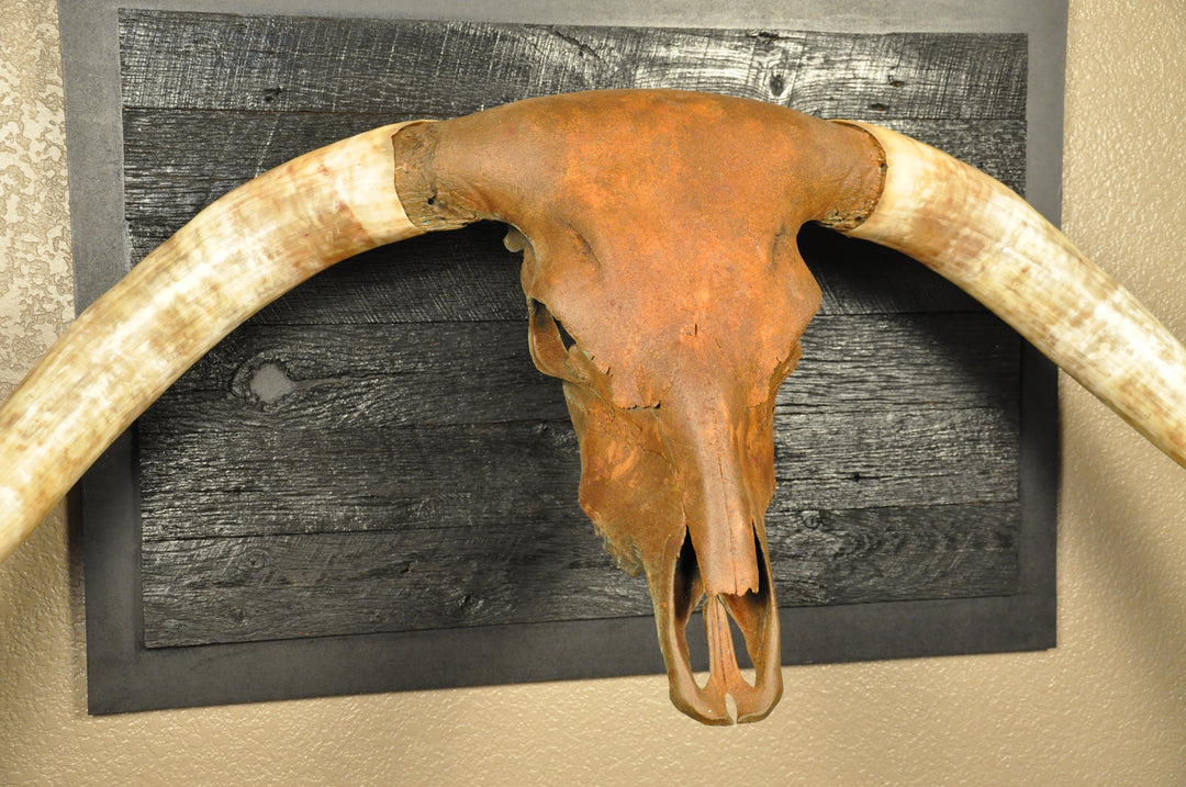 ROUGH RIDER - 5' 3" Longhorn Bull Skull