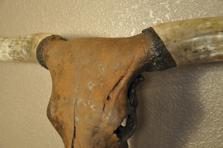 TEXAS RUST - 5' 1" Longhorn Skull