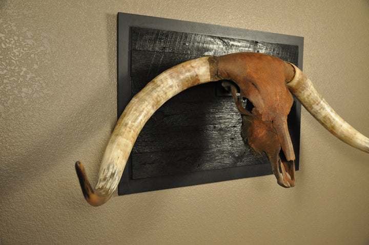 ROUGH RIDER - 5' 3" Longhorn Bull Skull