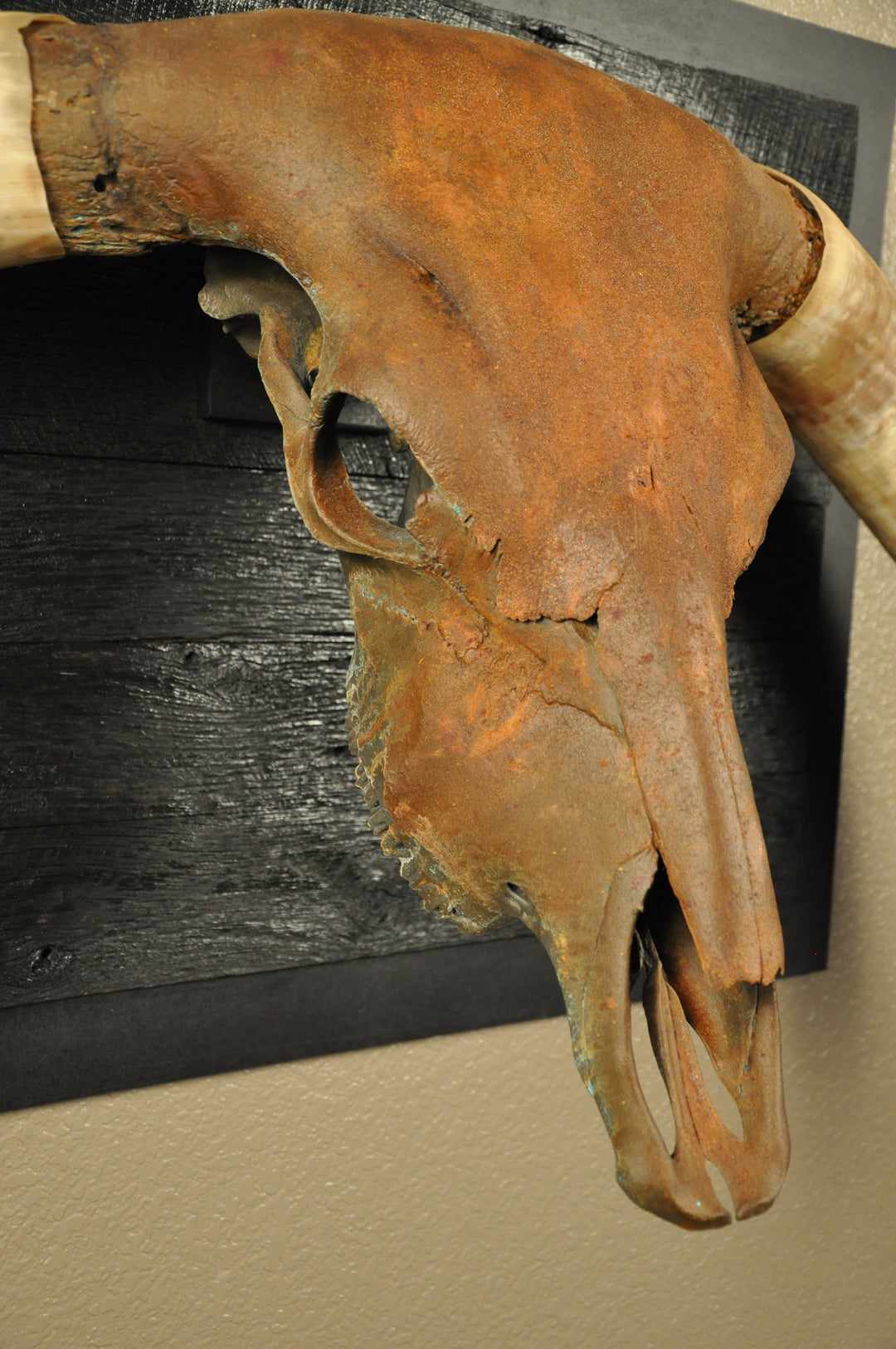 ROUGH RIDER - 5' 3" Longhorn Bull Skull