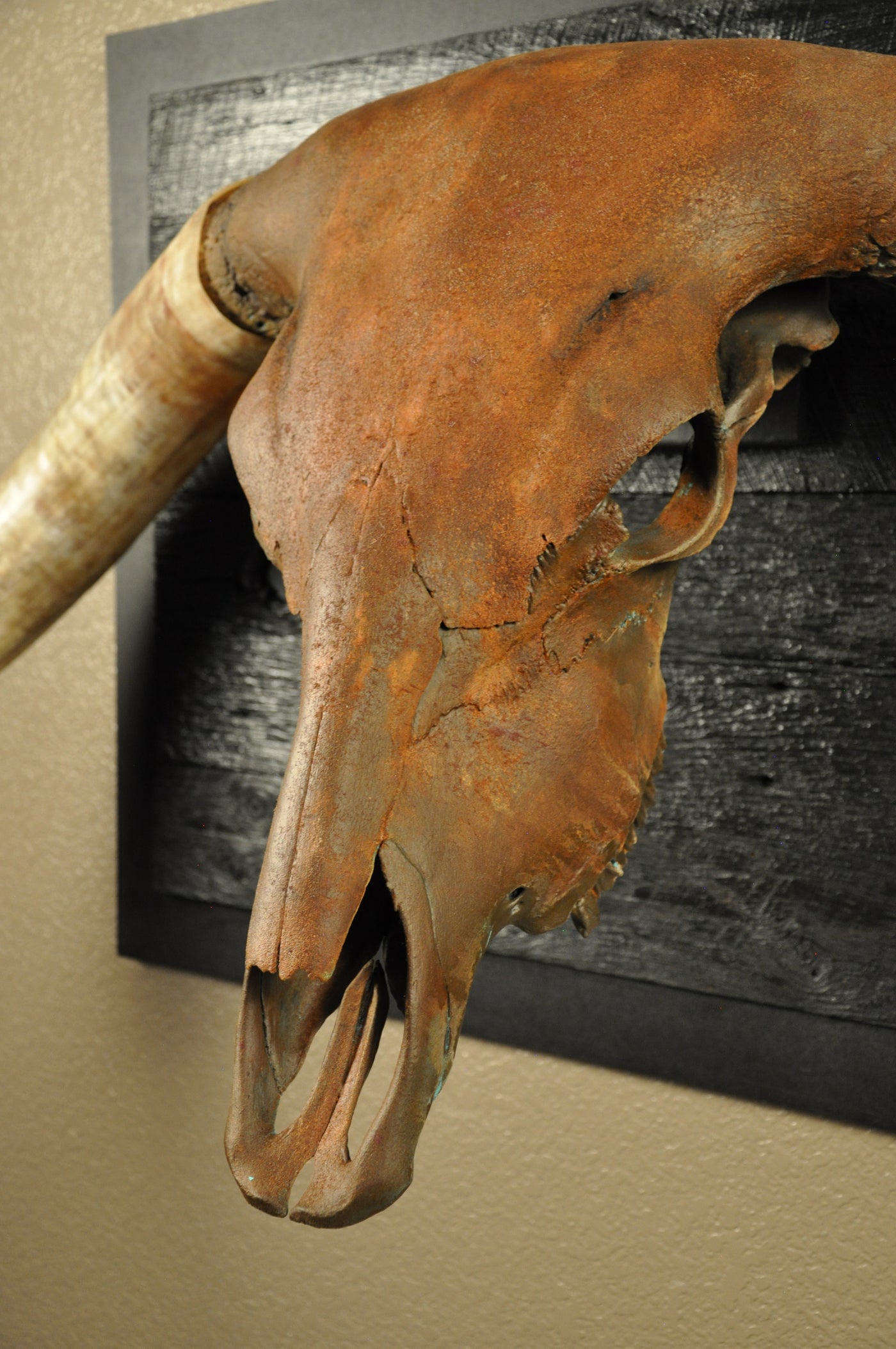 ROUGH RIDER - 5' 3" Longhorn Bull Skull
