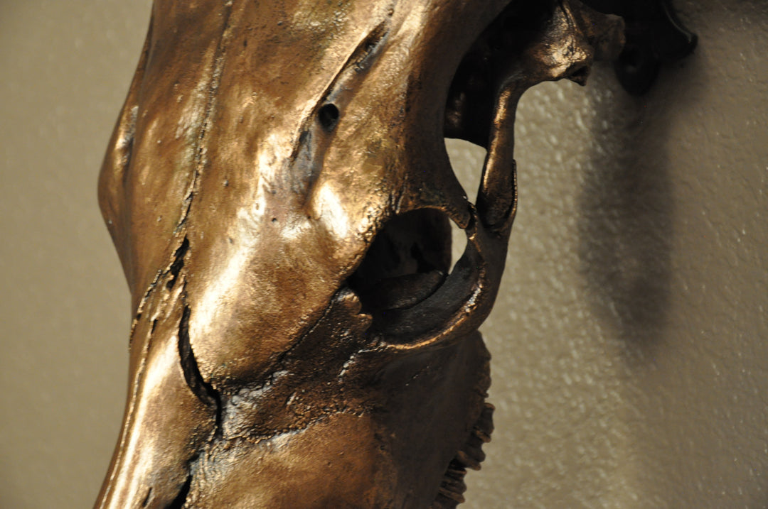 WILD ROSE - 3' 6" Longhorn Skull