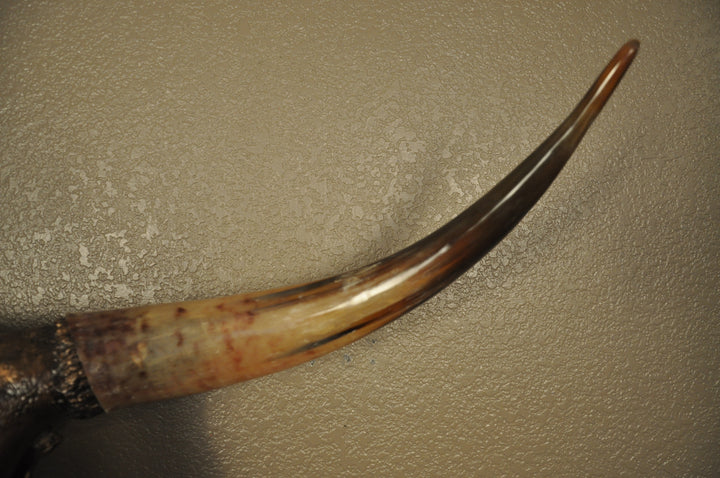 WILD ROSE - 3' 6" Longhorn Skull