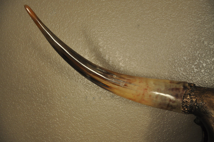 WILD ROSE - 3' 6" Longhorn Skull