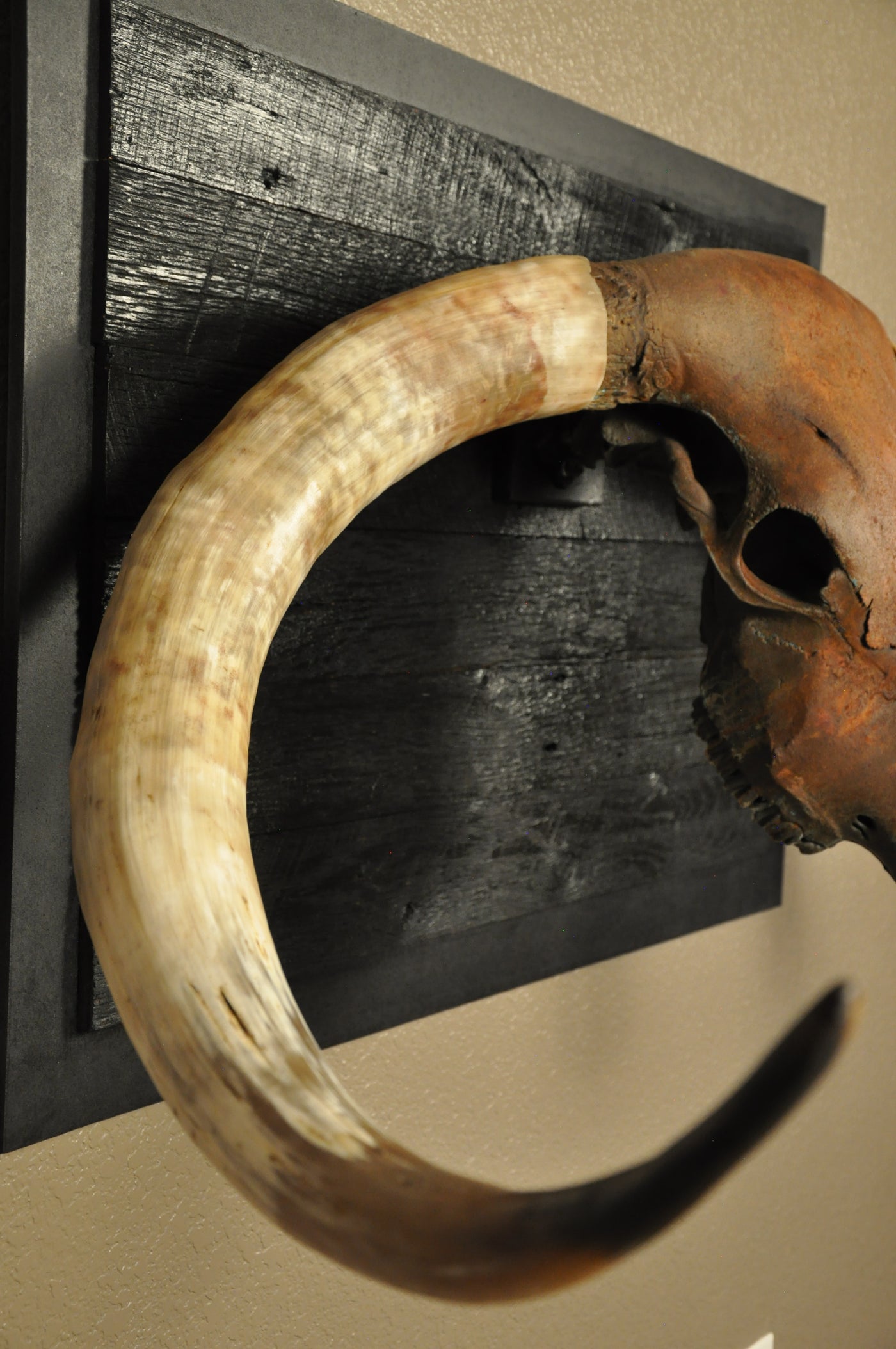 ROUGH RIDER - 5' 3" Longhorn Bull Skull