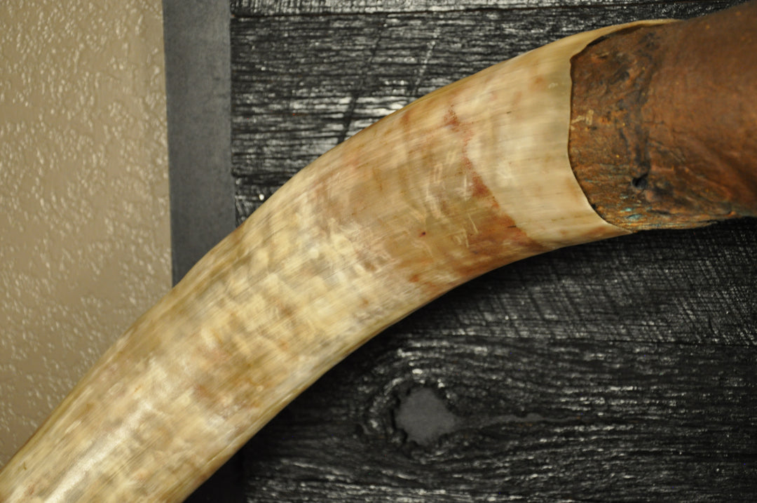 ROUGH RIDER - 5' 3" Longhorn Bull Skull