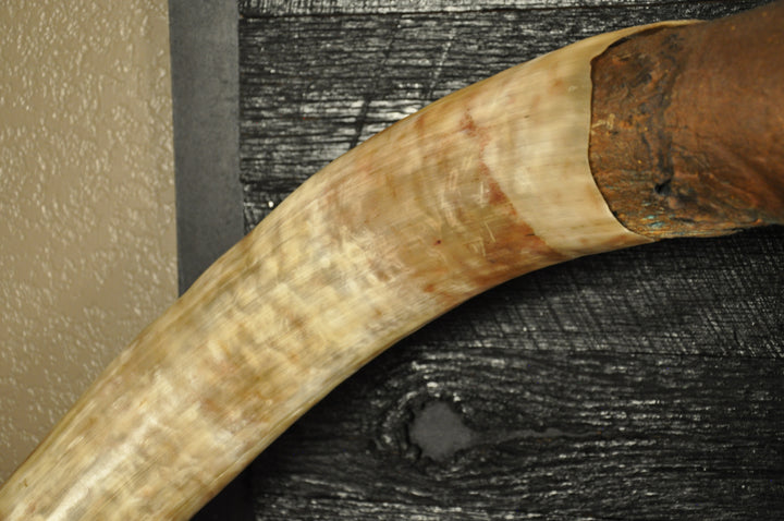 ROUGH RIDER - 5' 3" Longhorn Bull Skull