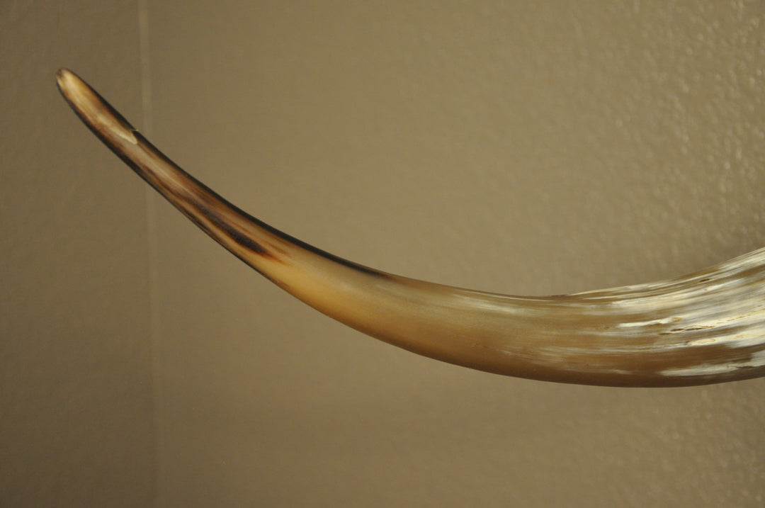 ROUGH RIDER - 5' 3" Longhorn Bull Skull