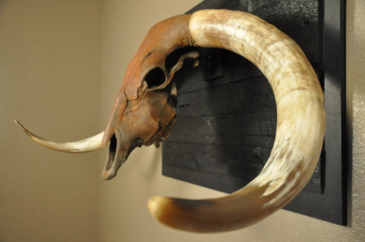 ROUGH RIDER - 5' 3" Longhorn Bull Skull