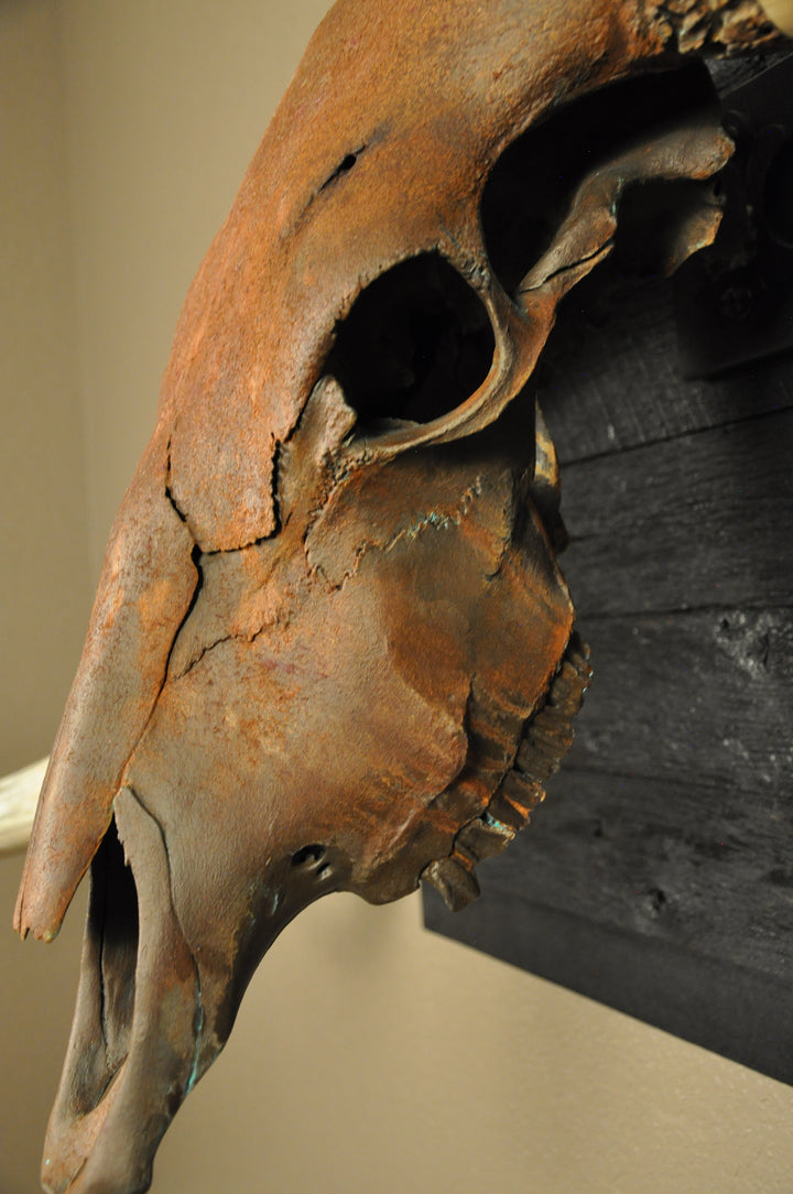 ROUGH RIDER - 5' 3" Longhorn Bull Skull