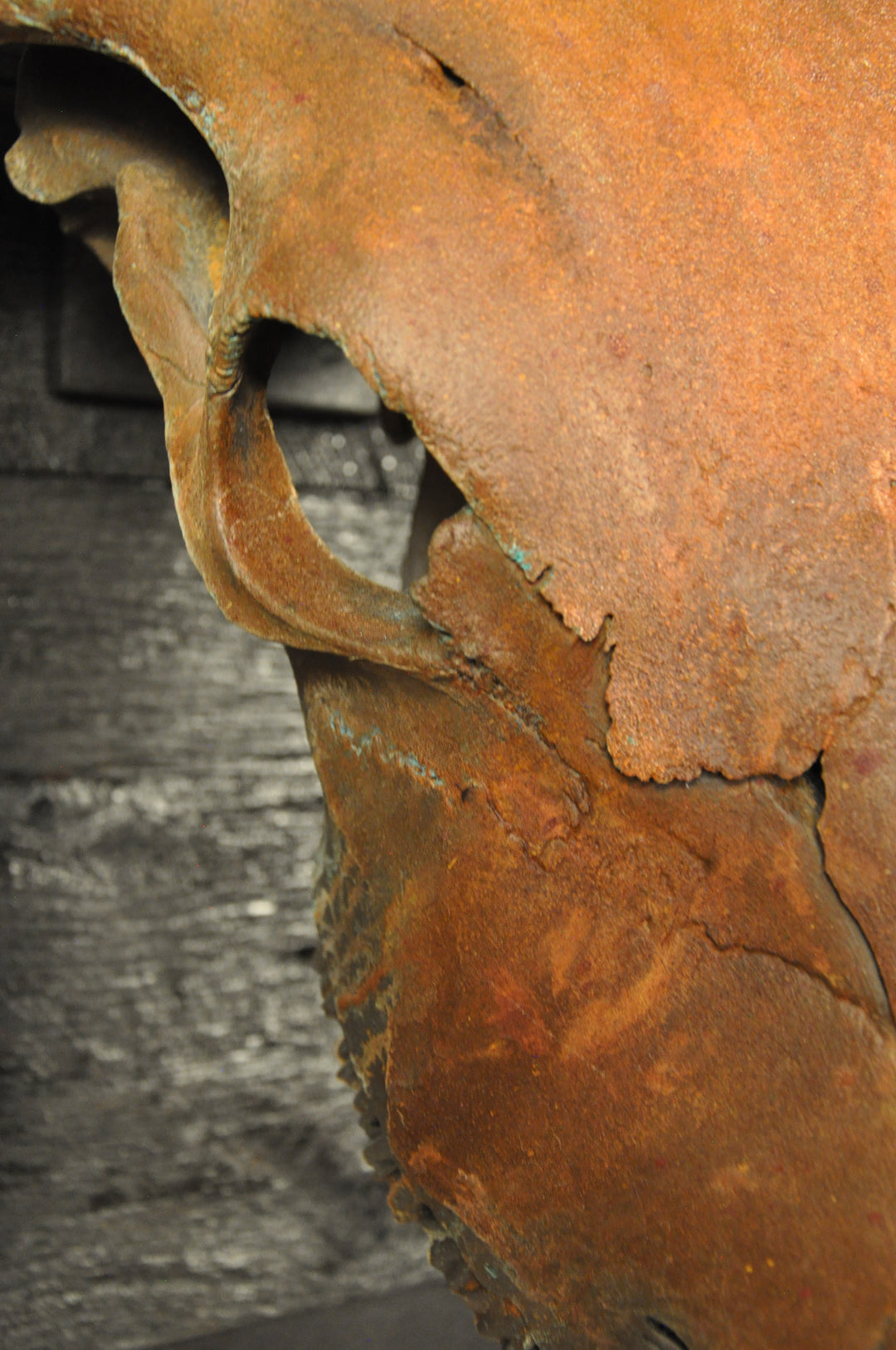 ROUGH RIDER - 5' 3" Longhorn Bull Skull