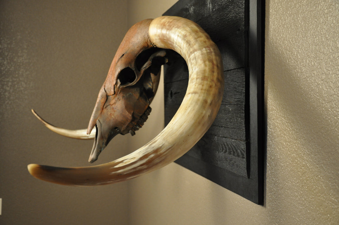 ROUGH RIDER - 5' 3" Longhorn Bull Skull