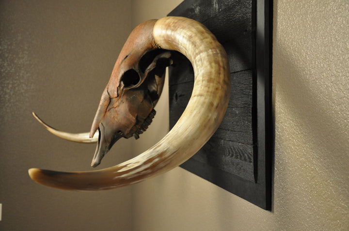 ROUGH RIDER - 5' 3" Longhorn Bull Skull