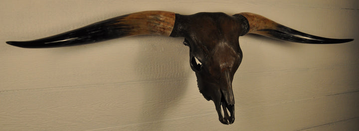 DIABLO - 5' 9" Longhorn Bull Skull
