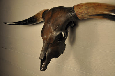 DIABLO - 5' 9" Longhorn Bull Skull