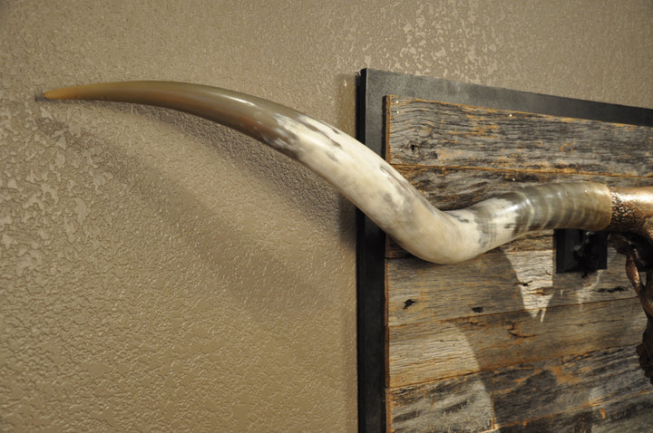 DOLLY DIAMOND - 6' 2" Longhorn Skull