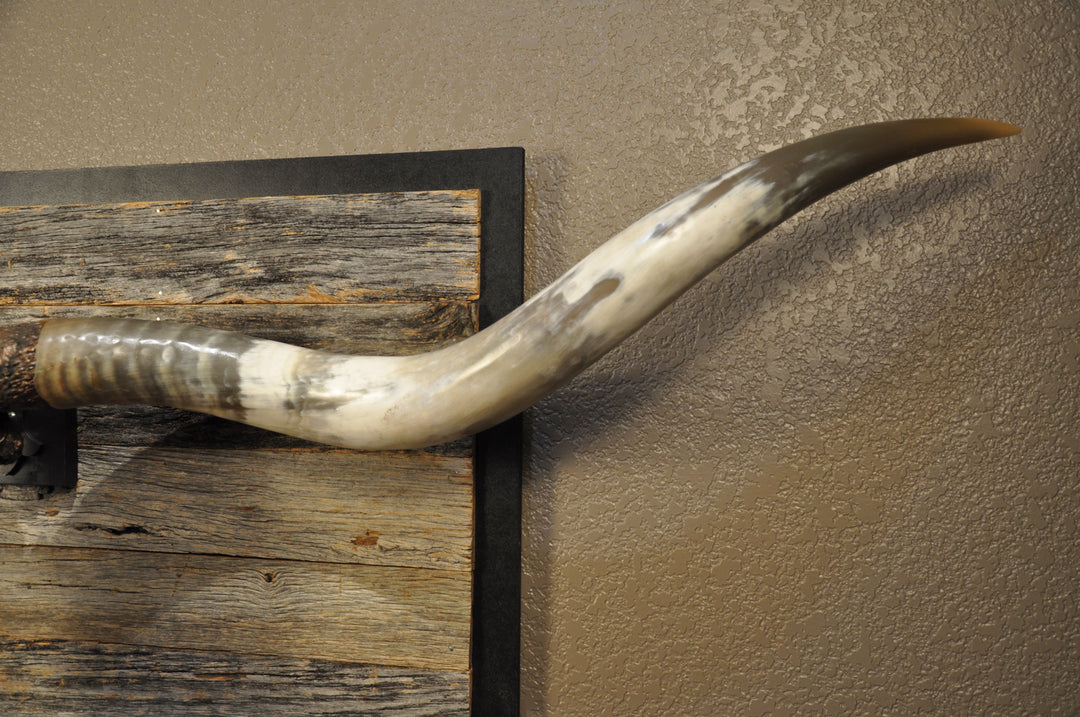 DOLLY DIAMOND - 6' 2" Longhorn Skull