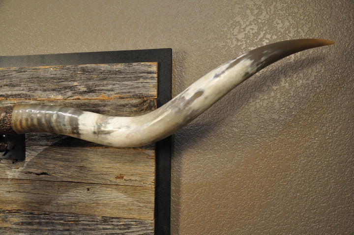 DOLLY DIAMOND - 6' 2" Longhorn Skull