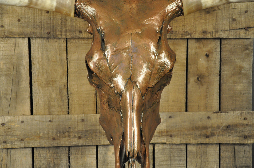 COPPERHEAD - 3' 3" Longhorn Skull