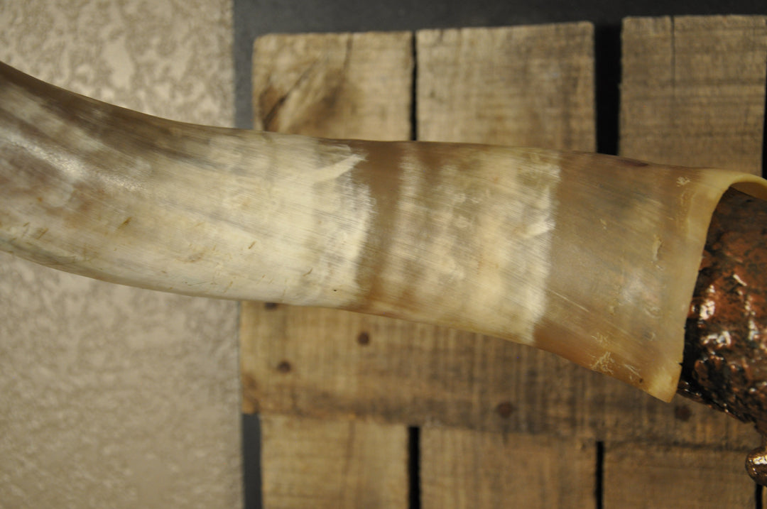 COPPERHEAD - 3' 3" Longhorn Skull